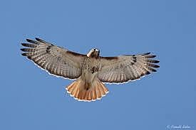 Red-Tailed Hawk in flight