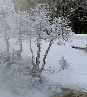Winter in Yellowstone: trees become sculpture