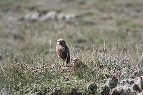 An eagle spotted on the ground by the Draper team in the Bighorn Basin.