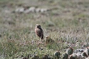 An eagle spotted on the ground by the Draper team in the Bighorn Basin.
