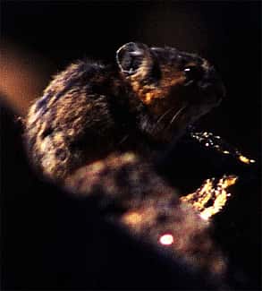 Pikas make hay while the sun shines during the short alpine summer. C.R. Preston photo.