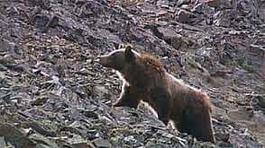 Grizzly Bear searching