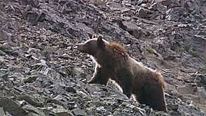 Grizzly Bear searching