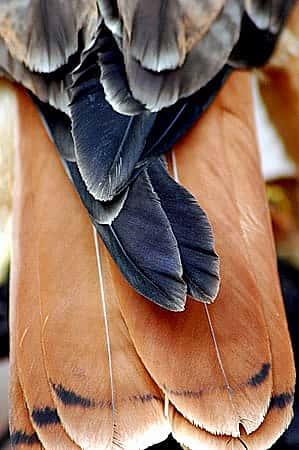 The adult red tail of a Red-tailed Hawk.