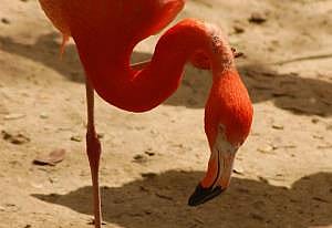 Flamingo