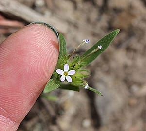 Yellowstone wildflowers: For Maggie, who noted that some of the tiny flowers are the prettiest. I don't know what this one is, but my finger is in the image for scale.