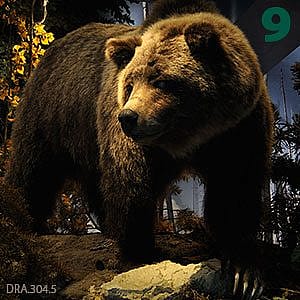 Lifelike display of Grizzly Bear sow 104, a notable specimen, shown in a natural pose within a forest setting at the Draper Natural History Museum.