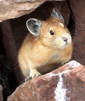Pika on Ramshorn Peak. Photo courtesy Embere Hall.