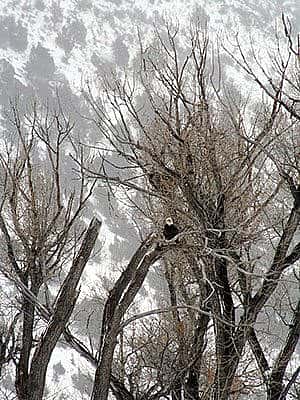 Winter in Yellowstone: bald eagle