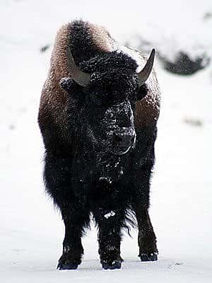 Winter in Yellowstone: bison