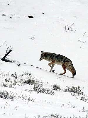 Winter in Yellowstone: coyote