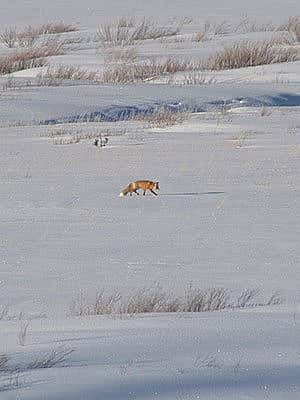 Winter in Yellowstone: fox across a meadow