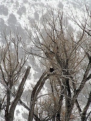 Winter in Yellowstone: bald eagle