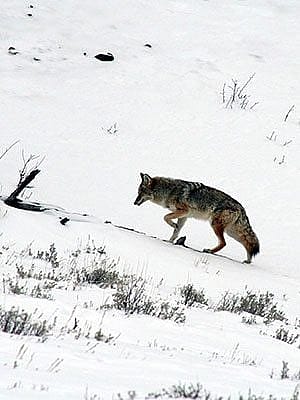 Winter in Yellowstone: coyote