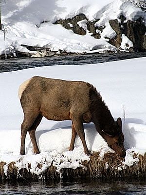 Winter in Yellowstone: elk