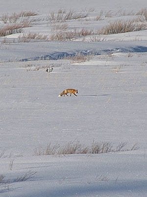 Winter in Yellowstone: fox across a meadow