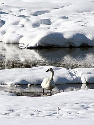 Winter in Yellowstone: trumpeter swan