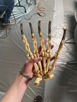 Grizzly Bear Foot
