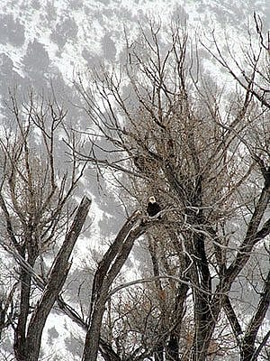 Winter in Yellowstone: bald eagle
