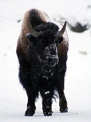 Winter in Yellowstone: bison