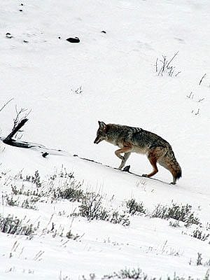 Winter in Yellowstone: coyote