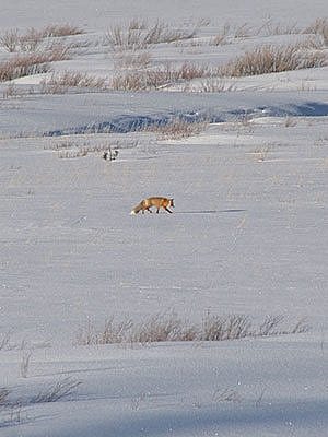 Winter in Yellowstone: fox across a meadow