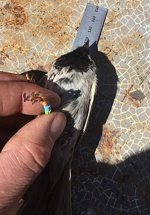 A male House Sparrow (Passer domesticus) being processed and color banded for disease ecology studies in the Greater Yellowstone Ecosystem.