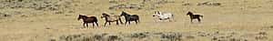Wild horses