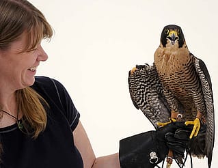 Melissa Hill and Peregrine Falcon Hayabusa