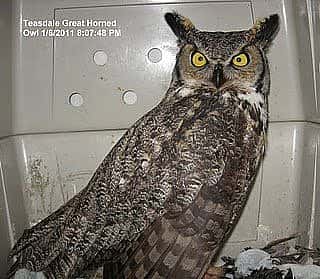 Teasdale, the Great Horned Owl, the Raptor Experience's first bird!
