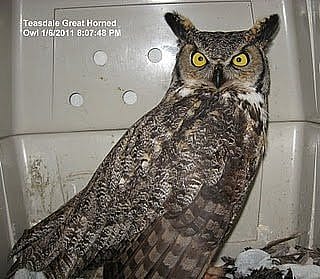 Teasdale, the Great Horned Owl, the Raptor Experience's first bird!