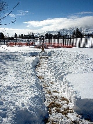 Red-tailed hawk on a perch dug out of the snow.
