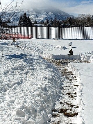 Red-tailed hawk & peregrine falcon on perches that we dug out of the surrounding snow.