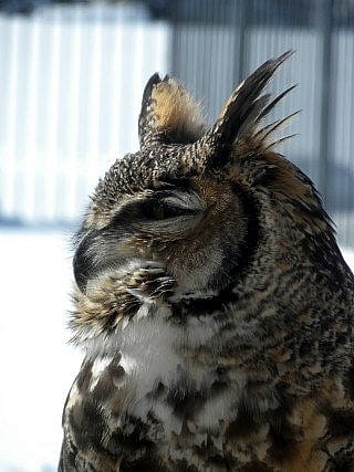 Teasdale, the great horned owl, in the snow.