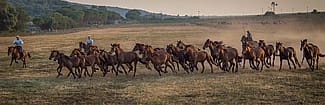 Butteri Herding Maremmano Horses at Sunset, Spergolaia, archival pigment print, 2015. Photograph by Gabrielle Saveri.