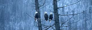 Three bald eagles perched on tree branch. Gabby Barrus Collection. Gift of the Barrus Family, Marj, Mick, Jim and Page Barrus. SL.301.08.311 (detail)