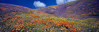 “Tapis Magique (Magic Carpet),” 2003, Thomas D. Mangelsen, Fujiflex Crystal Archive Print, 39 x 100 inches.