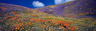 “Tapis Magique (Magic Carpet),” 2003, Thomas D. Mangelsen, Fujiflex Crystal Archive Print, 39 x 100 inches.