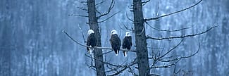 Three bald eagles perched on tree branch. Gabby Barrus Collection. Gift of the Barrus Family, Marj, Mick, Jim and Page Barrus. SL.301.08.311 (detail)