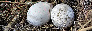 Golden eagle (Aquila chrysaetos) eggs. DRA304.416 and DRA304.417