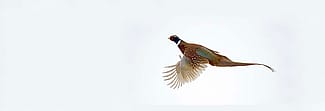 Pheasant flying over snow. Photo by Rob Koelling.