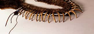 Grizzly bear claw necklace. Paul Dyck Plains Indian Buffalo Culture Collection. Acquired through the generosity of the Dyck family and additional gifts of the Nielson Family and the Estate of Margaret S. Coe. NA.203.1413