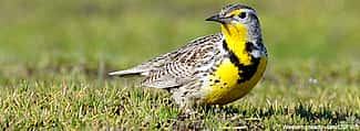 Western Meadowlark