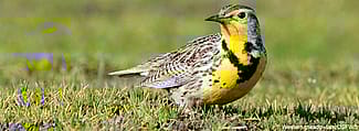 Western Meadowlark