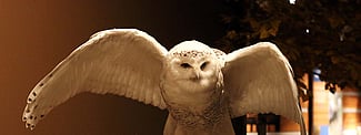 Snowy owl specimen. DRA.304.367 (detail)