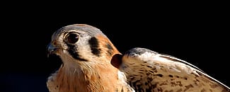 Salem, American kestrel
