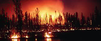 In the summer of 1988, scenes like this ground fire at the Madison River in Yellowstone National Park were alarmingly common. Deanna Marie Dulen, NPS photo. (detail)