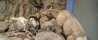 Bighorn sheep exhibit