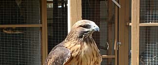 A view of our red-tailed hawk, showing his "bad" side. He's still quite handsome!