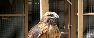 A view of our red-tailed hawk, showing his "bad" side. He's still quite handsome!